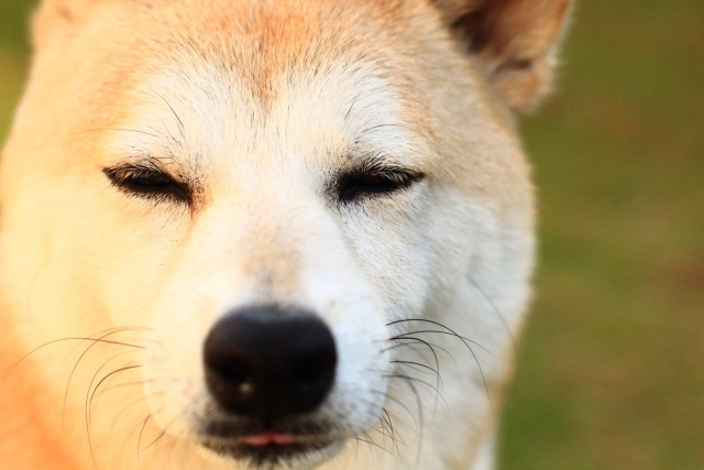 芝犬のクローズアップ